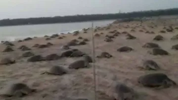 Odisha: Question Marks Raised Over Protection Measures For Olive Ridleys During Nesting Season