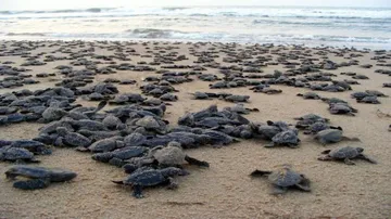 2 lakh baby Olive Ridley turtles emerge in Odisha beach