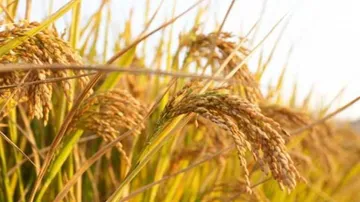 OUAT students off to gain 10-week agri experience in villages