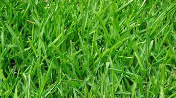 Pakistani teacher booked for forcing student to eat grass