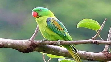 Why parrots are great vocal imitators