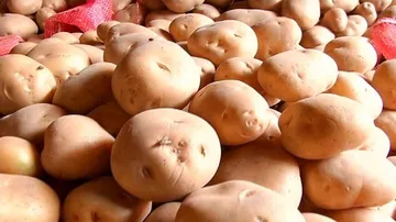 Opposition slams Naveen govt over Potato Mission failure