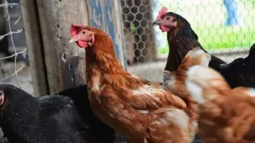 Poultry