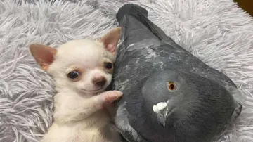 True Friendship: A Flightless Pigeon And Puppy Who Can't Walk