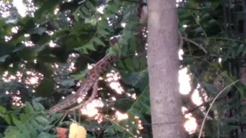Watch: 11-Feet-Long Python Rescued From Bolangir