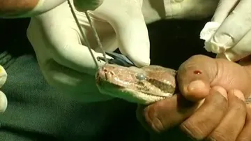 Odisha: OUAT Experts Conduct Eye Surgery On Ailing Python Rescued From ‘Smuggler’