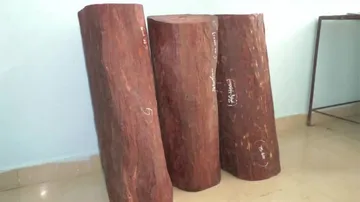 Odisha:Red Sandalwood Smuggling Racket Busted In Gajapati, 2 Arrested
