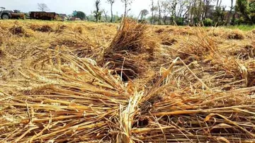 Odisha Govt Asks Collectors To Be Proactive In Assisting Farmers With Rabi Crops Amid COVID-19