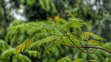 Odisha To Experience Heavy Rain In Next Few Days, Fishermen Advised Not To Venture Into Sea