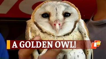 Rare Owl Spotted By Locals In Odisha, Rescued By Forest Officials