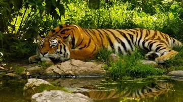 Six tigers from MP to make Odisha reserve their new home