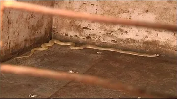 Man caught trafficking poisonous snakes to Bengal