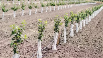 Saplings