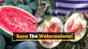 Large Swathes Of Watermelon Cultivation In Odisha Under Attack