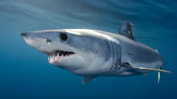 Sharks Went Nearly Extinct 19 Million Years Ago: Study