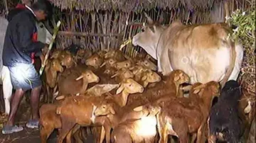 Sheep deaths: Alert Naraj residents gird up their loins