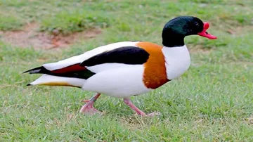 Rare bird sighted in Chilika Lake