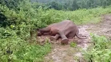 Another Elephant Found Sick In Odisha