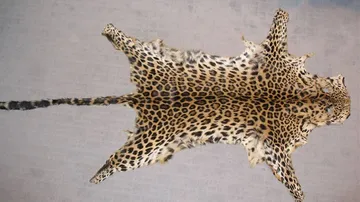 Crime Branch STF Seizes Leopard Skin, Smuggler Arrested