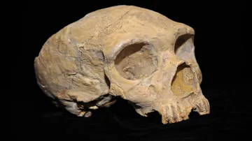 Neanderthal children grew up like modern humans: study