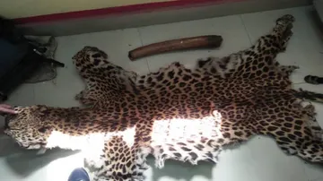 Odisha: Elephant Tusks, Leopard Skins Seized In Keonjhar, Mayurbhanj; 3 Wildlife Smugglers Arrested