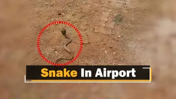 Snake Rescued From Bhubaneswar International Airport Premises