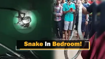 10-Feet-Long King Cobra Rescued From Bedroom In Odisha