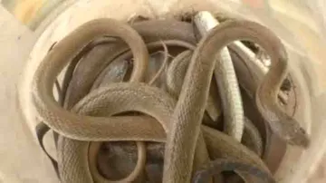 Thirteen cobras rescued from house in Odisha village