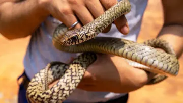 Snakebite