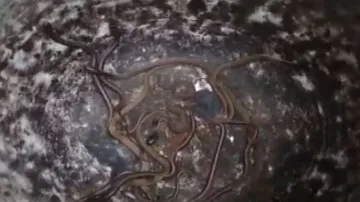 More Cobra hatchlings rescued from Odisha villages