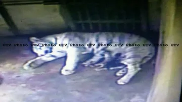 Tigress 'Sneha' gives birth to 3 cubs in Nandankanan