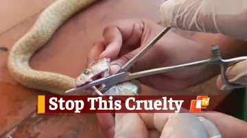 Pregnant Cobra’s Mouth Sealed With Glue In Bhubaneswar