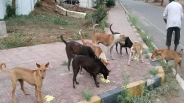 Gurugram Family Held Hostage For Feeding Stray Dogs