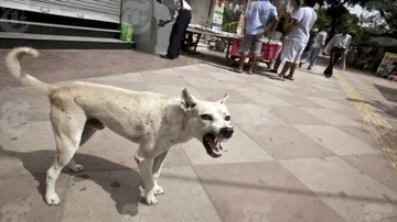 Stray dogs 'devour' 65 year old lady, injure another