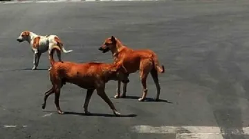 Stray Dogs