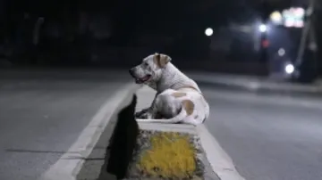 Stray Dogs