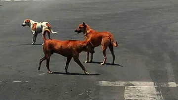 Stray Dogs