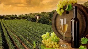Wines from Sula Vineyards enter Russian market