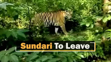 Tigress Sundari To Be Shifted From Odisha To Madhya Pradesh In A Few Days
