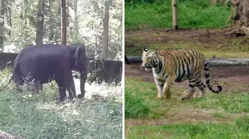 Odisha Ready To Bid Goodbye To Tigress Sundari, Officials Gear Up To Tackle Human Animal Conflict