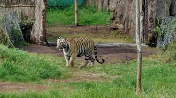 Relocation process of tigress 'Sundari' to core area of Satkosia reserve begins