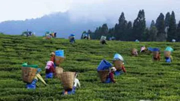 Tea Garden Workers' Bonus Issue Resolved