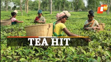 Why Assam Tea Production Is Falling 