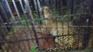 Another leopard caught from Nuapada