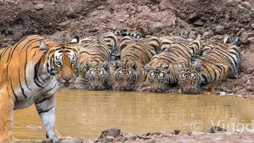 Tigress Keeps Guard As Cubs Drink Water, Twitter Amazes