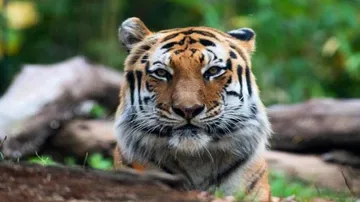 Tiger tests positive for coronavirus at New York's Bronx Zoo