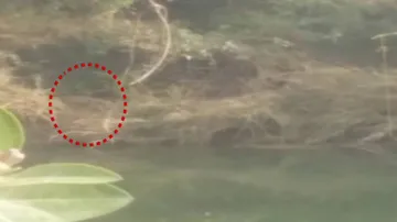 Watch: Tiger On Prowl Triggers Panic In Balasore Village