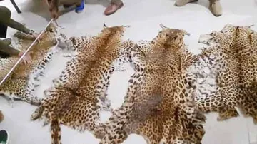 Forests in Odisha under threat as 14 Tigers killed by poachers in 3 years