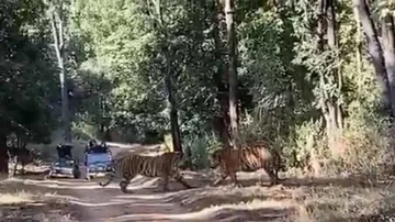 Watch Two Wild Tigers In Action With Blood-Curdling Roars