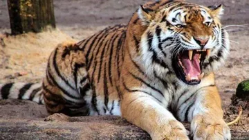 Maharashtra's man-eater tigress 'Avni' shot dead